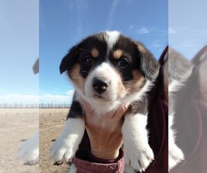 Cardigan Welsh Corgi-Pembroke Welsh Corgi Mix Puppy for sale in KEENESBURG, CO, USA