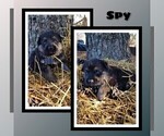Small #2 German Shepherd Dog