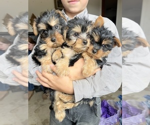 Silky Terrier Puppy for Sale in WATERVILLE, Kansas USA