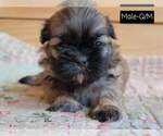 Small Photo #13 Shih Tzu Puppy For Sale in MANES, MO, USA