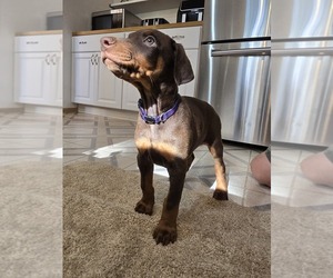 Doberman Pinscher Puppy for sale in AURORA, CO, USA