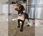 Small Doberman Pinscher