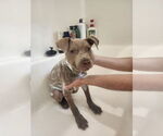 Small #5 American Pit Bull Terrier