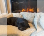 Small Photo #6 Labrador Retriever Puppy For Sale in DIMOCK, SD, USA