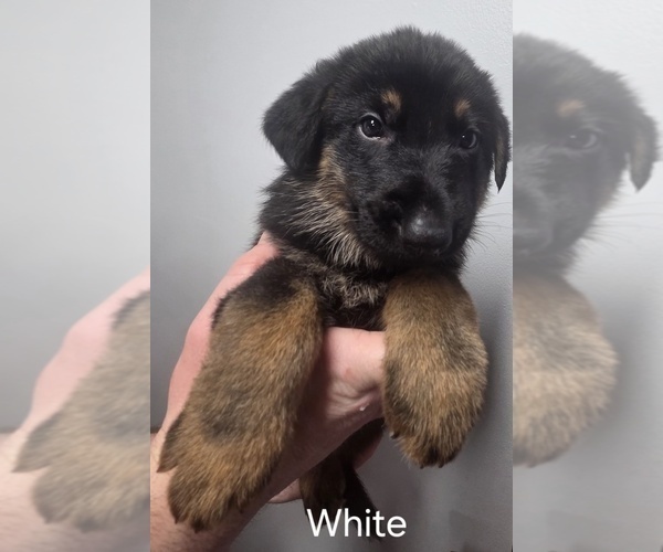 Medium Photo #1 German Shepherd Dog Puppy For Sale in BLOOMINGTON, WI, USA