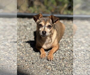 Chihuahua-Unknown Mix Dogs for adoption in Bellevue, WA, USA