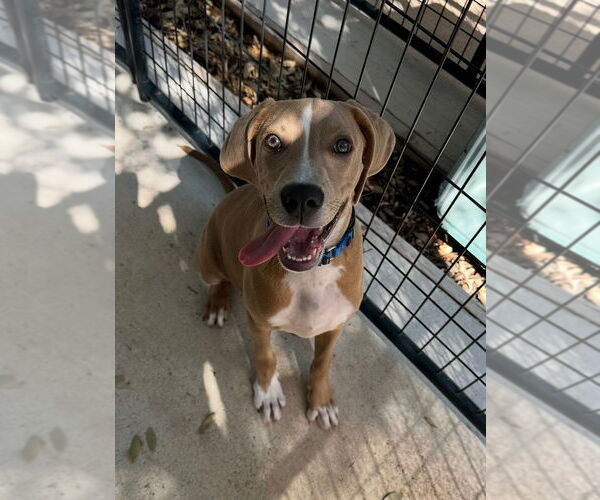 Medium Photo #2 American Pit Bull Terrier-Great Dane Mix Puppy For Sale in Oak Bluffs, MA, USA