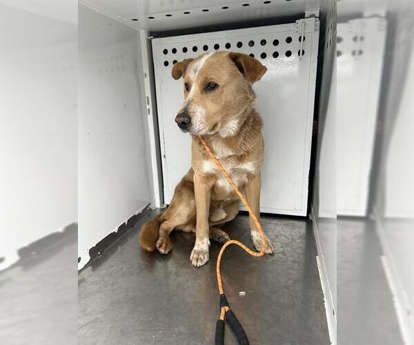 Medium Photo #1 Labrador Retriever-Unknown Mix Puppy For Sale in Stockton, CA, USA