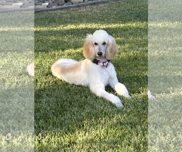 Medium Photo #2 Poodle (Standard) Puppy For Sale in Rancho Cordova, CA, USA
