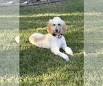 Small #1 Poodle (Standard)
