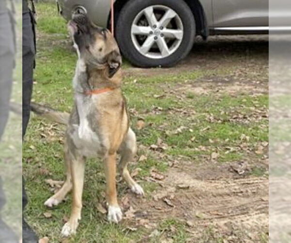 Medium Photo #2 German Shepherd Dog Puppy For Sale in Houston, TX, USA