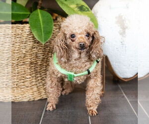 Poodle (Toy) Dogs for adoption in St. Louis Park, MN, USA