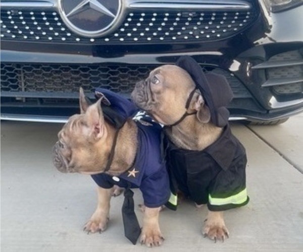 Medium Photo #18 French Bulldog Puppy For Sale in DAYTON, OH, USA