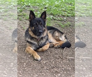 Mother of the German Shepherd Dog puppies born on 12/01/2025