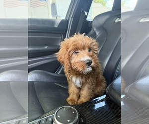 Cavapoo (Standard) Puppy for sale in MANSFIELD, TX, USA