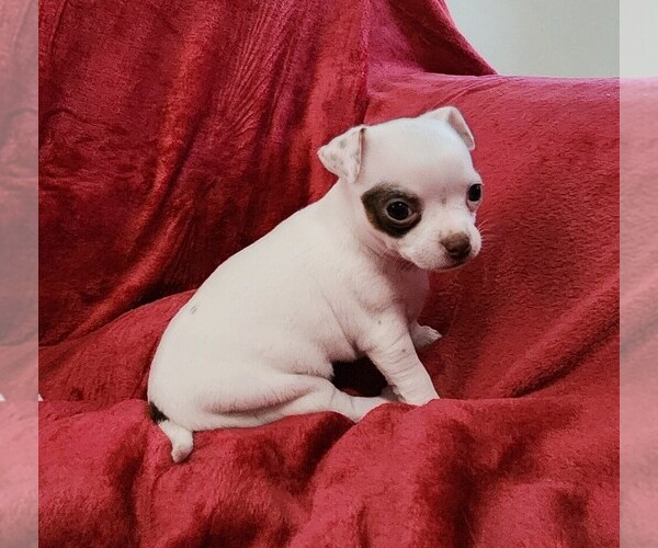 Medium Photo #12 Chihuahua Puppy For Sale in RUSTBURG, VA, USA
