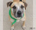 Small #5 Labrador Retriever Mix