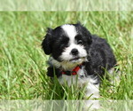 Small #4 Auss-Tzu