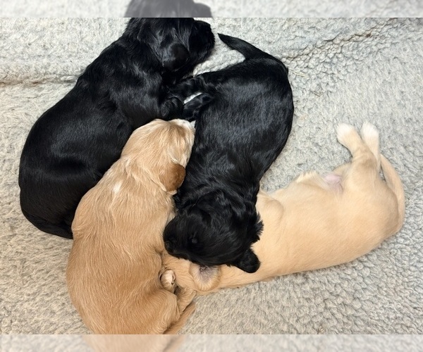 Medium Photo #1 Goldendoodle (Miniature) Puppy For Sale in EASLEY, SC, USA