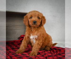 Goldendoodle Puppy for sale in ITASCA, TX, USA