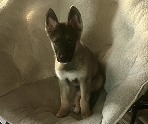 Alaskan Husky-German Shepherd Dog-Wolf Hybrid Mix Puppy for sale in PALMDALE, CA, USA