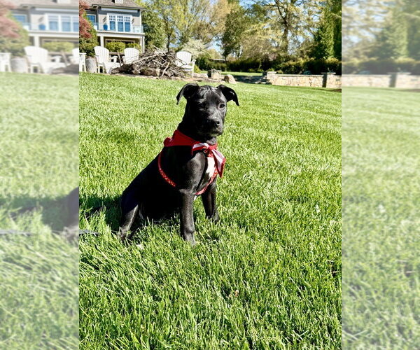 Medium Photo #16 Mutt Puppy For Sale in Mooresville, NC, USA