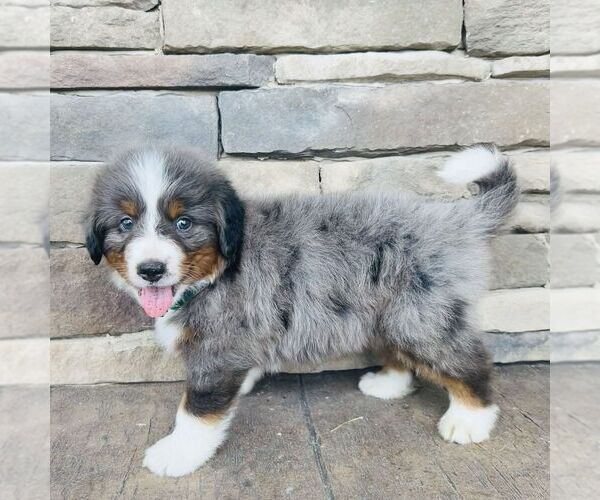 Medium Photo #3 Bernedoodle (Miniature) Puppy For Sale in GORDONVILLE, PA, USA