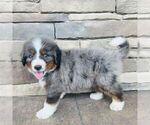 Small #2 Bernedoodle (Miniature)
