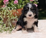 Small #7 Miniature Bernedoodle