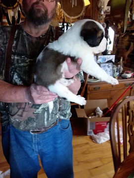Medium Photo #7 Saint Bernard Puppy For Sale in LANCASTER, KY, USA