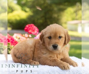 Golden Retriever Puppy for sale in NEWPORT, PA, USA