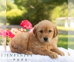 Small Golden Retriever