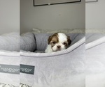 Small #2 Shih Tzu