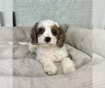 Small #5 Cavapoo