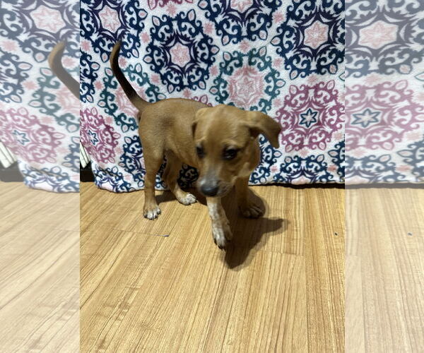 Medium Photo #6 Bluetick Coonhound-Redbone Coonhound Mix Puppy For Sale in Ball Ground, GA, USA