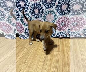 Sandy - Female Bluetick Coonhound-Redbone Coonhound Mix Dog for Adoption - Photo #6