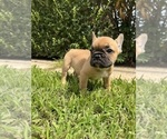 Puppy Rosie French Bulldog
