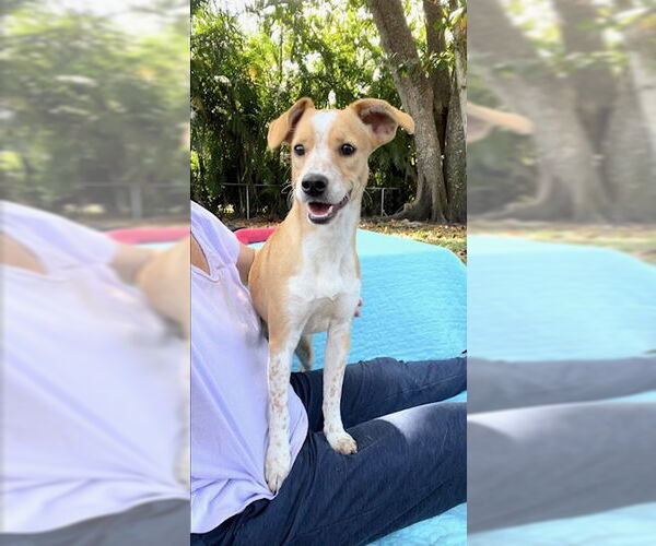 Medium Photo #9 Cocker Spaniel-Jack Russell Terrier Mix Puppy For Sale in Weston, FL, USA