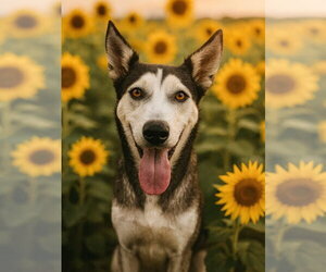 Hattie - Female Siberian Husky-Unknown Mix Dog for Adoption - Photo #2