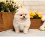 Small Photo #8 Pomeranian Puppy For Sale in SEATTLE, WA, USA