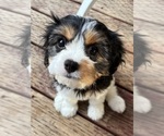Small Photo #21 Cavachon Puppy For Sale in OLYMPIA, WA, USA