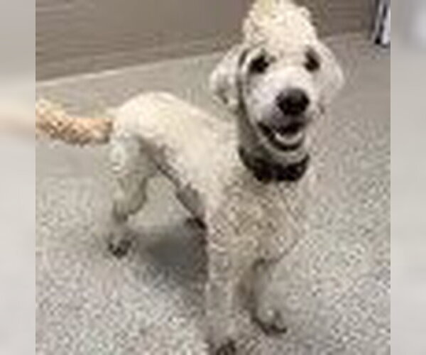 Medium Photo #1 Labradoodle Puppy For Sale in Bristol, CT, USA