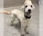 Small Labradoodle