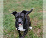 Small #11 American Staffordshire Terrier Mix
