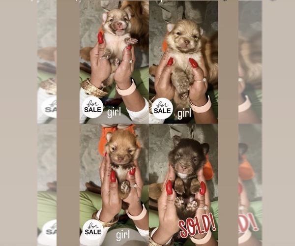 Medium Photo #1 Pomeranian Puppy For Sale in BRONX, NY, USA