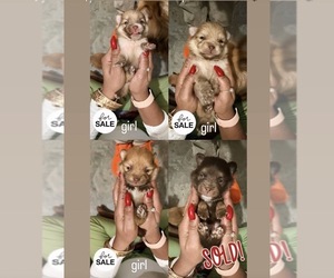 Pomeranian Puppy for sale in BRONX, NY, USA
