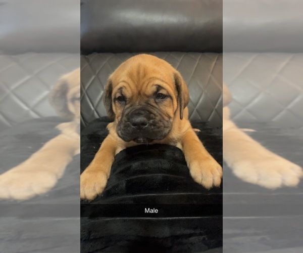 Medium Photo #7 Dogue de Bordeaux-Muscle Mastiff Mix Puppy For Sale in COOKEVILLE, TN, USA