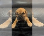 Small Photo #7 Dogue de Bordeaux-Muscle Mastiff Mix Puppy For Sale in COOKEVILLE, TN, USA