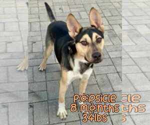 German Shepherd Dog-Unknown Mix Dogs for adoption in Woodbury, NY, USA