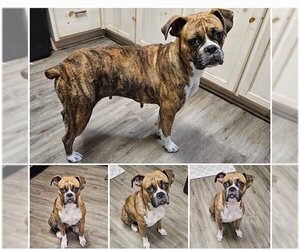 Boxer Dogs for adoption in  Katy, TX, USA